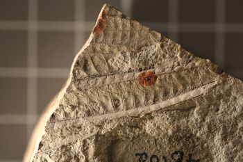 Media type: image;   Entomology PALE-4810